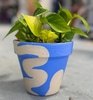 Copy of Live Plant