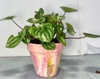 Live potted plant