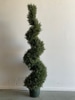 Tall Rosemary spiral cut topiary. 4 available