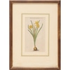 Small Botanical 1