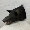 Wild Boar Taxidermy Head