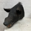 Wild Boar Taxidermy Head