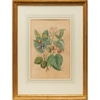 Large Antique Botanical Print I