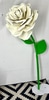 Giant White Rose