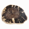 Petrified Wood Slab