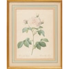 Botanical Rosa