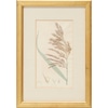 Antique Common Reed Plate