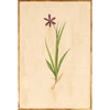 Single Large Flower 1