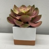 SILK Pink with green edges succulent plant