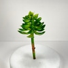Artificial Succulent