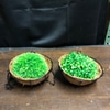 Plant in Basket