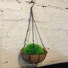 Plant in Basket