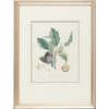 Fruit Botanical 2