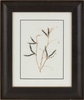 Seed Pods