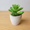 Mini Artificial Succulent