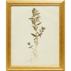 Botanical Study:  Epilóbium
