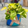 Live Plant