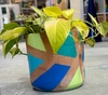 Live Plant