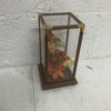 Wooden Glass Display Box with Dried Flowers