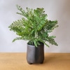 Artificial Plant