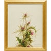 Holy Land Botanicals III