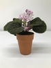 Lavender African Violet