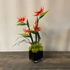 SILK Birds of Paradise in Black Glass Cubes