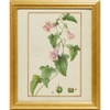 Botanical Study:  Morning Glories