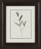 Seed Pods