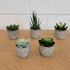 Mini Artificial Succulent