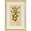 Botanical Plant Specimen Print I