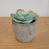 Mini Artificial Succulent