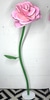 Giant Pink Rose