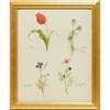 Holy Land Botanicals I