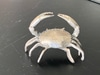 Upright Crab, Smaller of Two