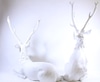 Withe Reindeer