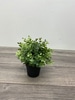 SILK Tiny Boxwood Arrangements