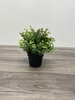 SILK Tiny Boxwood Arrangements