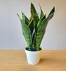 Artificial Plant