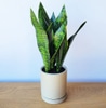 Artificial Plant