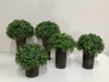 SILK Pair of Tall Boxwood Plants