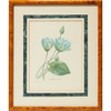 Blue Botanical - Lotus