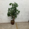 Artificial Ficus Tree with Wicker Basket