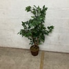 Artificial Ficus Tree with Wicker Basket