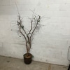 Artificial Potted Twig Tree