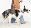 Dog Leash