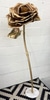 Giant Gold Rose