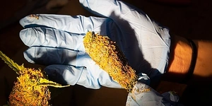 Faux Cannabis Bud