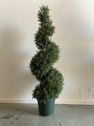 main photo of Medium Rosemary Spiral Cut Topiary