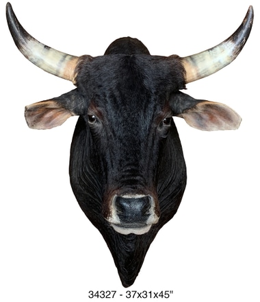 main photo of Taxidermy Bull Head, mounted in wood crate